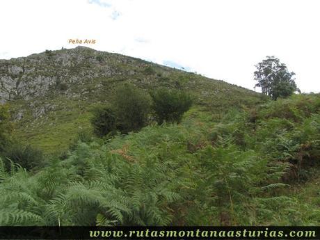 Ruta Bueño Peña Avis: Pradera y helechos