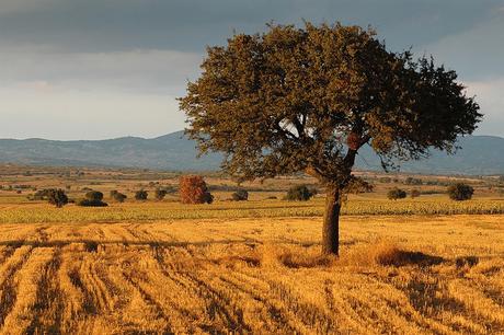 Adrianápolis. Una imagen representativa de Tracia, mezcla de estepas y montes con flora característica del bosque mediterráneo.