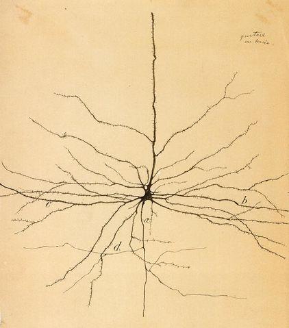 Dibujo de Ramón y Cajal