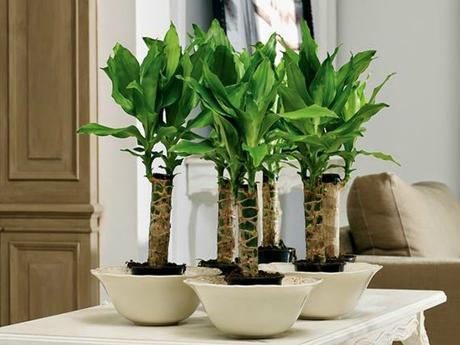 10 Plantas que purifican el ambiente según la NASA 10 Plantas que purifican el ambiente según la NASA