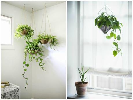 10 Plantas que purifican el ambiente según la NASA 10 Plantas que purifican el ambiente según la NASA