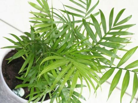 10 Plantas que purifican el ambiente según la NASA 10 Plantas que purifican el ambiente según la NASA