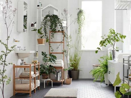 10 Plantas que purifican el ambiente según la NASA 10 Plantas que purifican el ambiente según la NASA