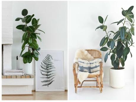 10 Plantas que purifican el ambiente según la NASA 10 Plantas que purifican el ambiente según la NASA