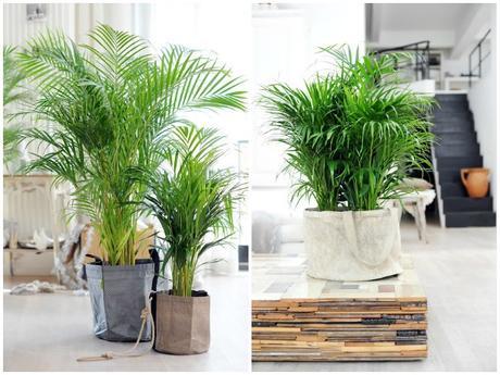 10 Plantas que purifican el ambiente según la NASA 10 Plantas que purifican el ambiente según la NASA