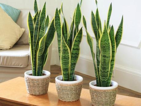 10 Plantas que purifican el ambiente según la NASA 10 Plantas que purifican el ambiente según la NASA