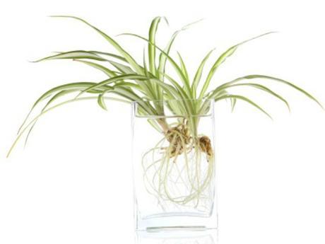 10 Plantas que purifican el ambiente según la NASA 10 Plantas que purifican el ambiente según la NASA