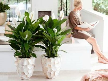 10 Plantas que purifican el ambiente según la NASA 10 Plantas que purifican el ambiente según la NASA