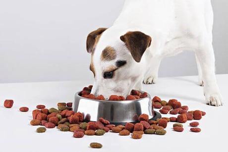 alimentos para perros