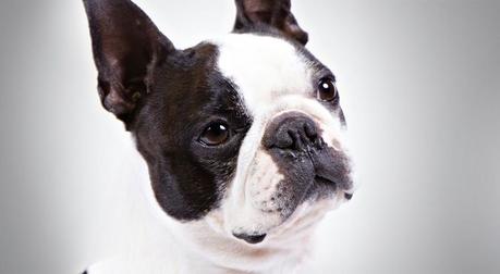 Boston Terrier