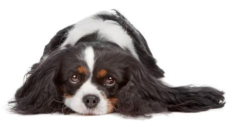 Cavalier King Charles