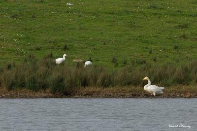 Las aves blancas del norte Las aves blancas del norte