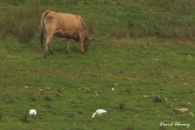 Las aves blancas del norte Las aves blancas del norte