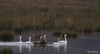 Las aves blancas del norte Las aves blancas del norte