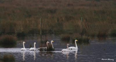 Las aves blancas del norte