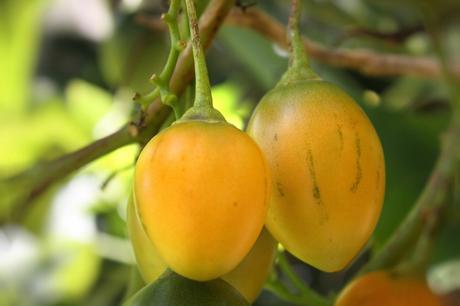 Propiedades y Beneficios del Tomate de árbol