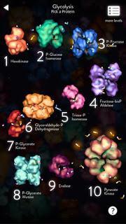 Jugando con enzimas…