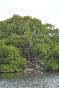 Laguna en Negombo