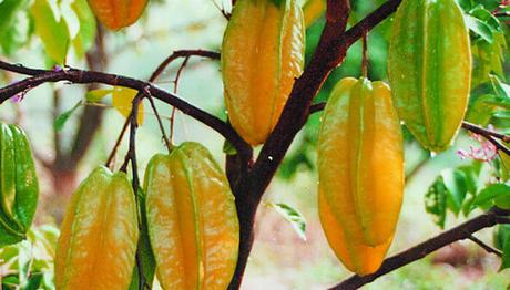 10 efectivos remedios caseros para la cistitis