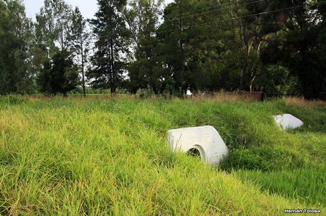 Nido y pichones de golondrina tijerita