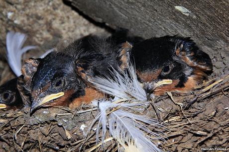 Nido y pichones de golondrina tijerita