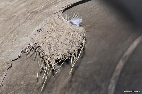 Nido y pichones de golondrina tijerita