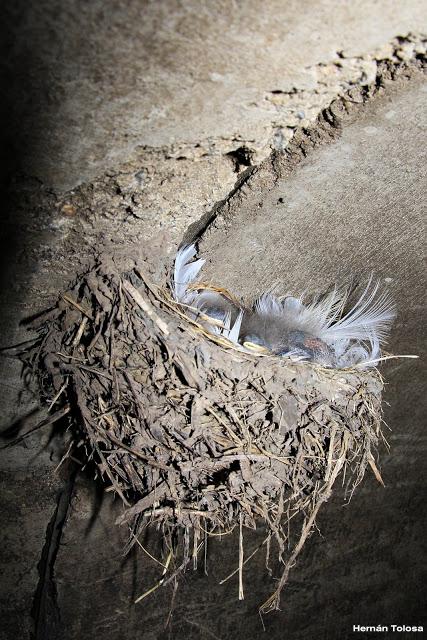 Nido y pichones de golondrina tijerita