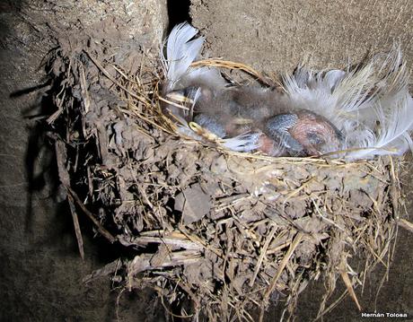 Nido y pichones de golondrina tijerita