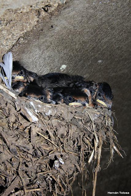 Nido y pichones de golondrina tijerita