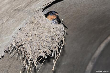 Nido y pichones de golondrina tijerita