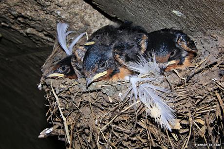 Nido y pichones de golondrina tijerita