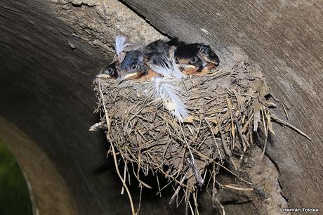 Nido y pichones de golondrina tijerita