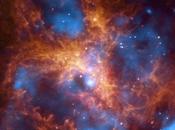 tarántula creciendo Doradus