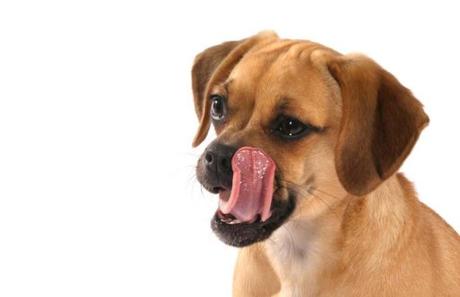 coprofagia-canina