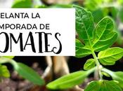 Cómo adelantar temporada sembrar tomates enero