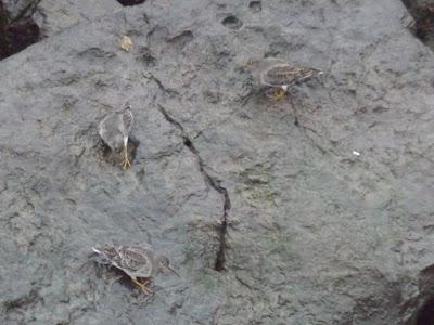 Correlimos oscuros en Luanco