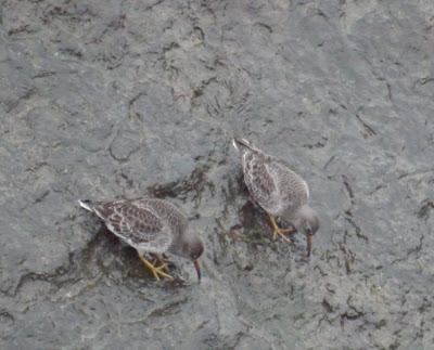 Correlimos oscuros en Luanco