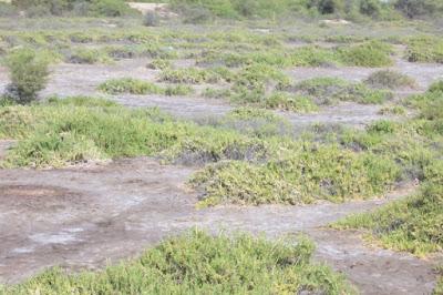 Suelos, ¿cuántos tipos existen? Suelos, ¿cuántos tipos existen?