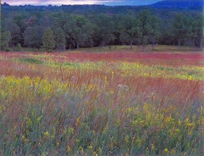 Suelos, ¿cuántos tipos existen? Suelos, ¿cuántos tipos existen?