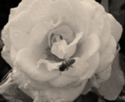 La abeja y la flor…