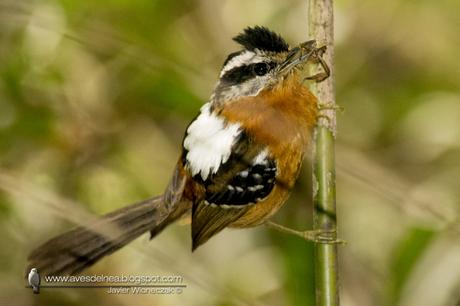 Tiluchi colorado (Bertoni´s Antbird) Drymophila rubricollis