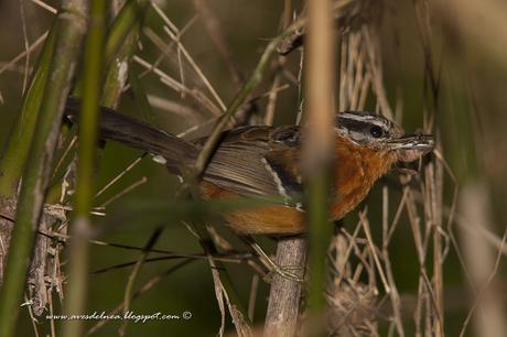 Tiluchi colorado (Bertoni´s Antbird) Drymophila rubricollis