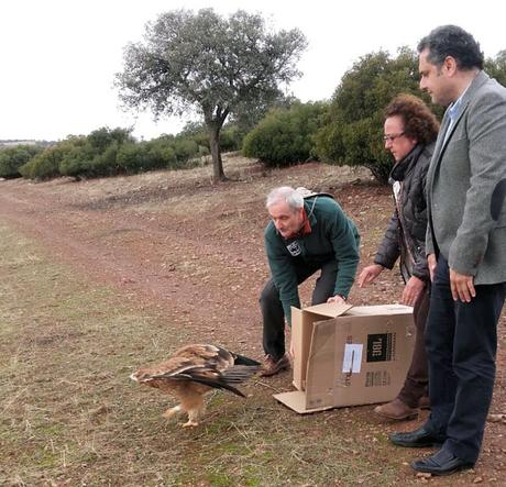 WWF libera un águila imperialradiomarcada 
para vigilar el uso ilegal del veneno en las aves