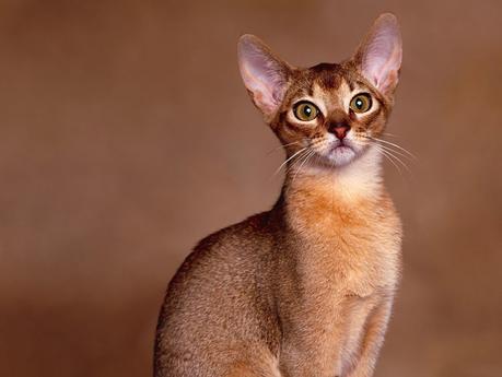 El interesante Oriental Shorthair