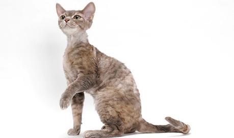 Devon Rex