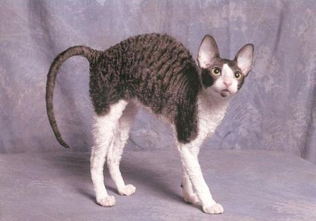 Cornish Rex