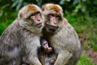 Bebé mono con sus padres