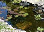 Como Hacer Estanque Huerto Jardín
