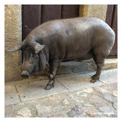 De pueblo bonito a exposición permanente. Mogarraz