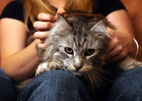 Los gatos masajean o amasan para relajarse o demostrar felicidad